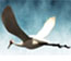 ibis
